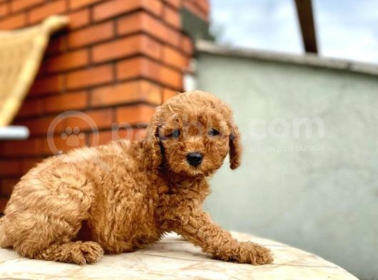 Kızıl Red Toy Poodle Yavrusu görsel