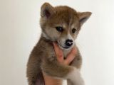 Japon Akita Bebekler