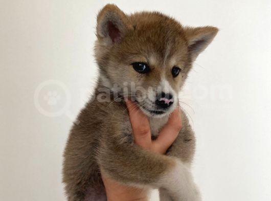 Japon Akita Bebekler görsel
