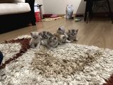 2 Aylık British Shorthair Yavrularım