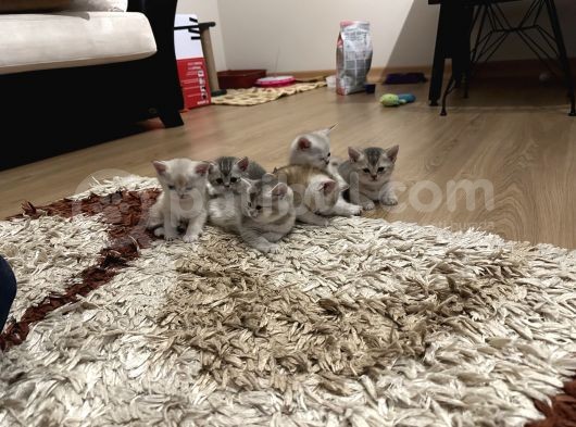 2 Aylık British Shorthair Yavrularım görsel