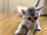 2 Aylık British Shorthair Yavrularım