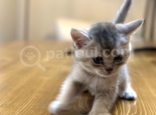 2 Aylık British Shorthair Yavrularım görsel