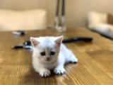2 aylık British Shorthair Yavrularım