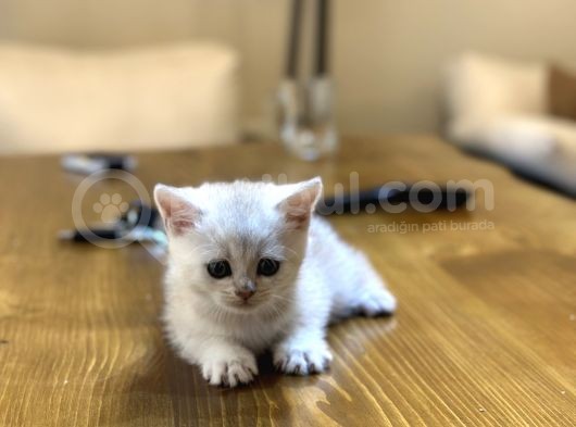 2 Aylık British Shorthair Yavrularım