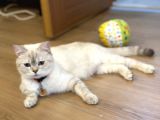 1 yaşında beyaz British shorthair kızım