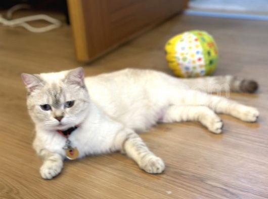 1 Yaşında Beyaz British Shorthair Kızım