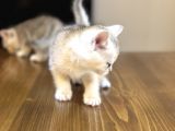 2 Aylık British Shorthair Yavrularım