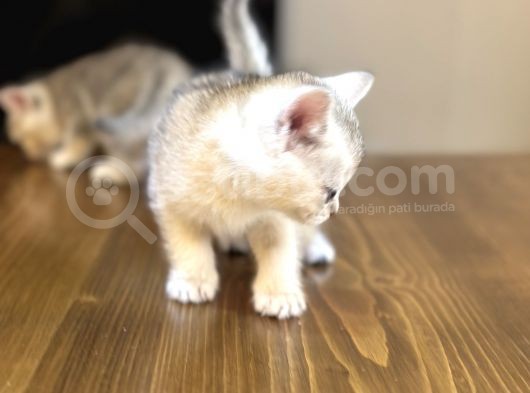2 Aylık British Shorthair Yavrularım görsel