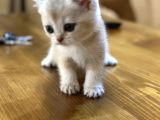 2 Aylık British Shorthair Yavrularım