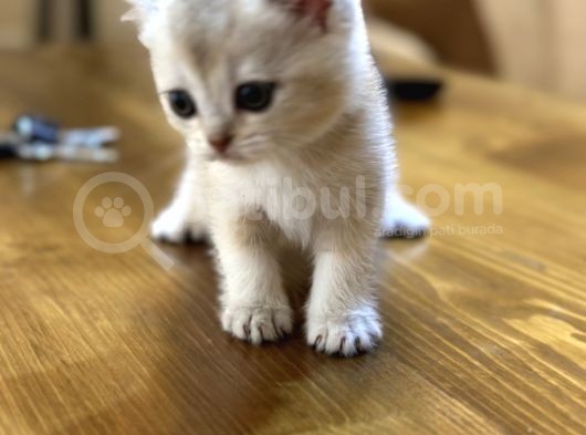 2 Aylık British Shorthair Yavrularım görsel