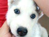 KARİZMATİK HUSKY YAVRULARIMIZ