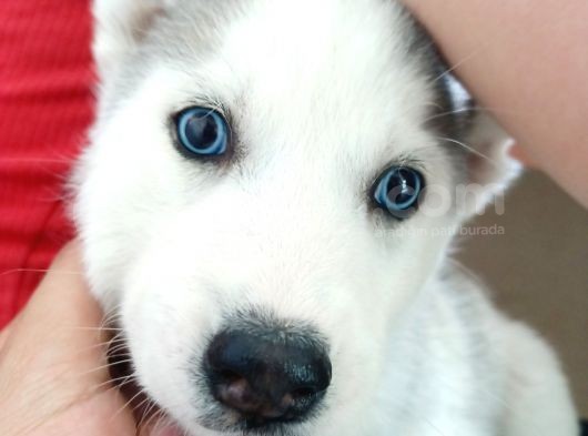 Kari̇zmati̇k Husky Yavrularimiz