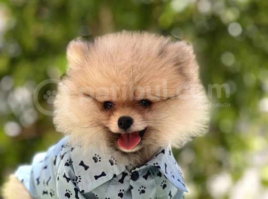 Boo Bebekler görsel