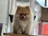 BOO BEBEKLER