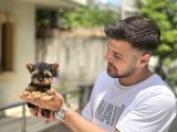 TEACUP GARANTİLİ YORKİ BEBEKLER