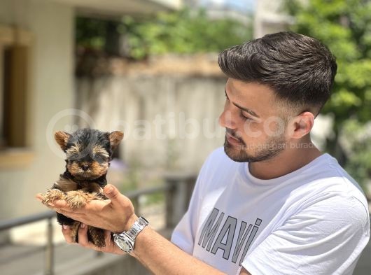 Teacup Garanti̇li̇ Yorki̇ Bebekler