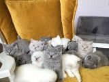 BLUE POİNT YAVRULARIMIZ