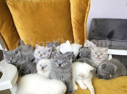 Blue Poi̇nt Yavrularimiz