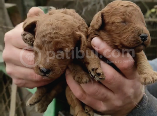 Irk garantili poodle yyavrularımız
