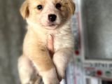 Border Collie Yavrular
