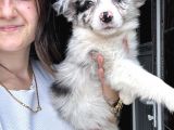 Border Collie Yavrular