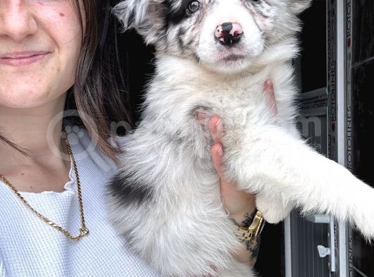 Border Collie Yavrular