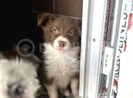 Border Collie Yavrular görsel