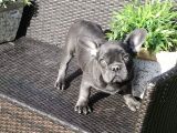 BLUE FRENCH BULDOG YAVRULARIMIZ