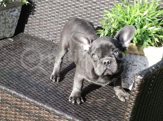 Blue French Buldog Yavrularimiz