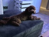 Toypoodle Redbrown