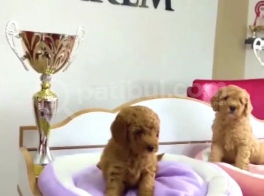 Irk Garantili Poodle Yyavrularımız görsel