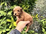 Anne Altindan Toy Poodle Bebekler