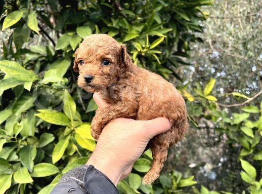 Anne Altindan Toy Poodle Bebekler görsel
