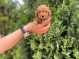 Toy Poodle Yavrularım
