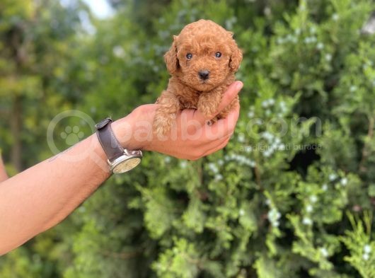 Toy Poodle Yavrularım görsel