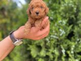 Toy Poodle Yavrularım