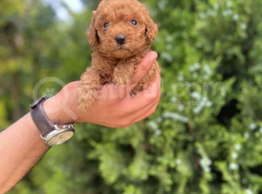 Toy Poodle Yavrularım görsel
