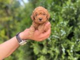 Toy Poodle Yavrularım