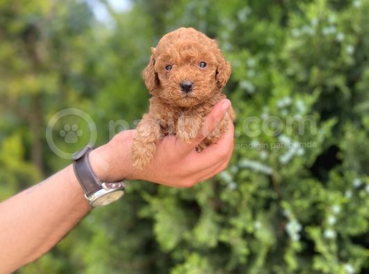 Toy Poodle Yavrularım görsel