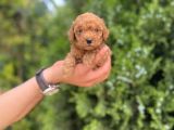 Toy Poodle yavrularım