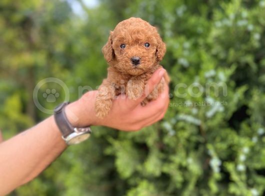 Toy Poodle Yavrularım