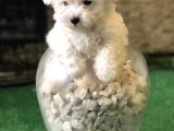 Dünyalar Tatlısı Maltese Terrier Yavrularımız