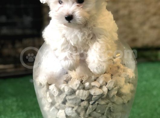 Dünyalar Tatlısı Maltese Terrier Yavrularımız görsel