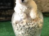 Dünyalar tatlısı maltese terrier yavrularımız