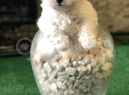 Dünyalar Tatlısı Maltese Terrier Yavrularımız