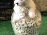 Dünyalar Tatlısı Maltese Terrier Yavrularımız