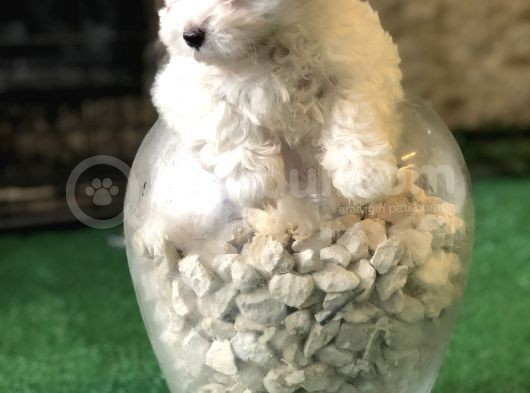 Dünyalar Tatlısı Maltese Terrier Yavrularımız görsel