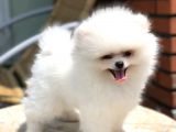 A Kalite Pomeranian Boo Yavrumuz