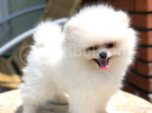A Kalite Pomeranian Boo Yavrumuz görsel